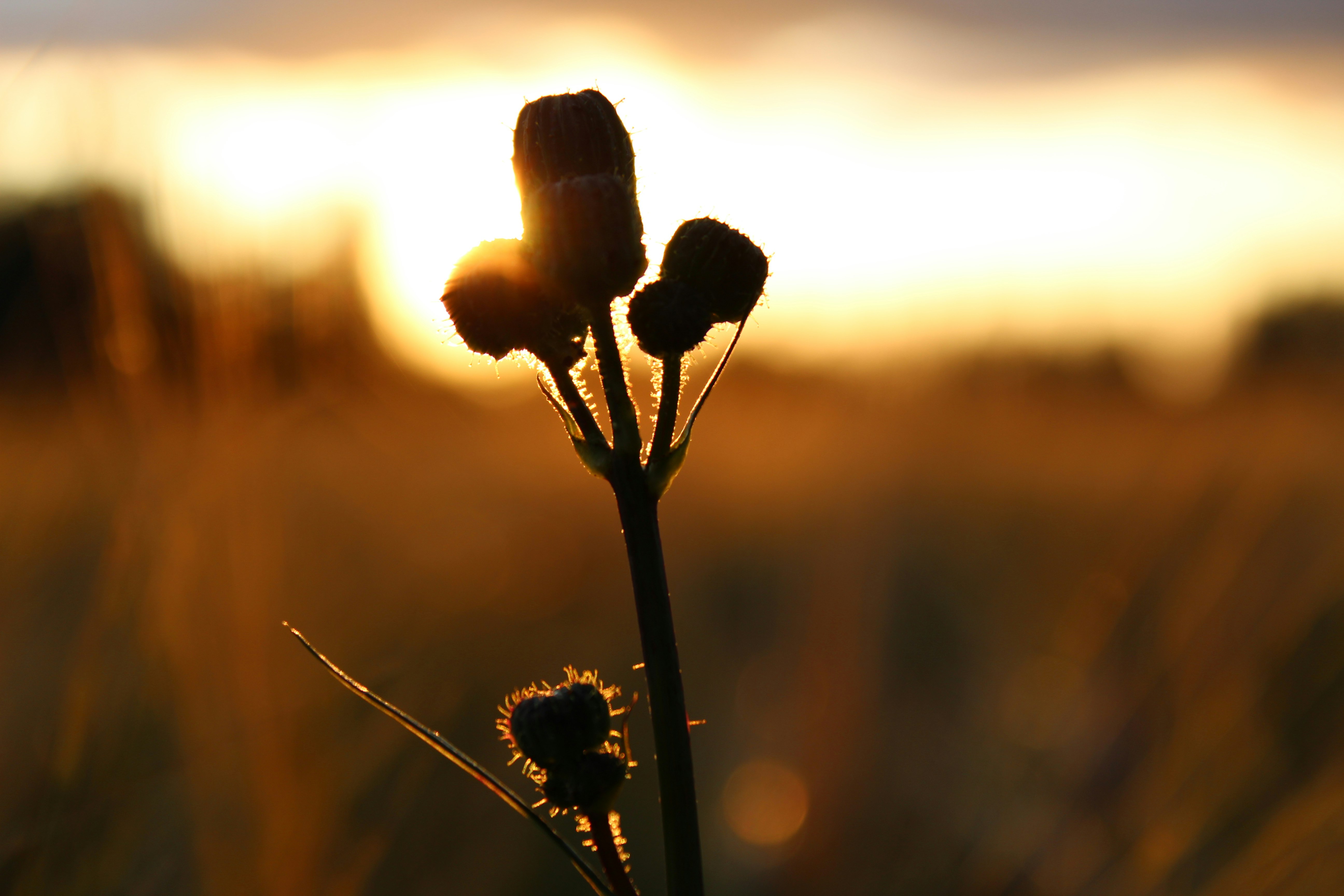 silhouette of plant